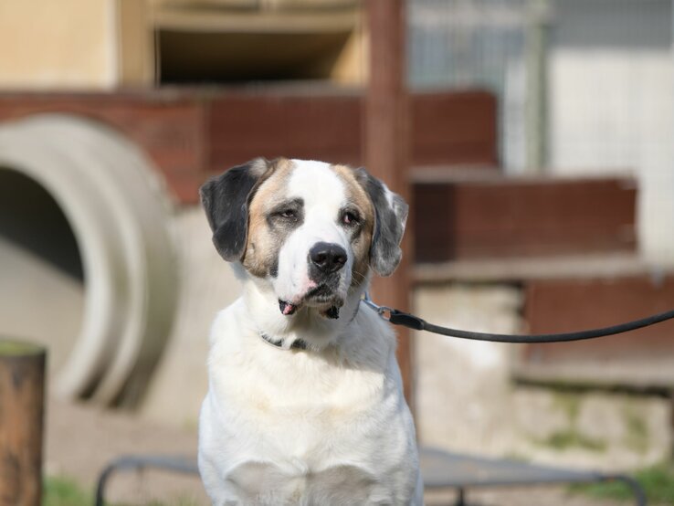 Hund Lexus aus dem Tierheim Berlin | © Tierheim Berlin