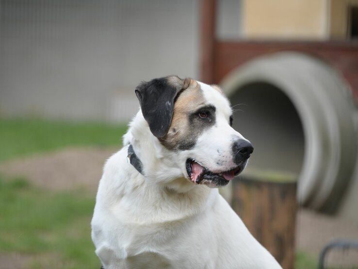 Hund Lexus aus dem Tierheim Berlin