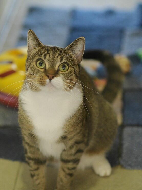 Katze Sunna aus dem Tierheim Berlin | © Tierheim Berlin