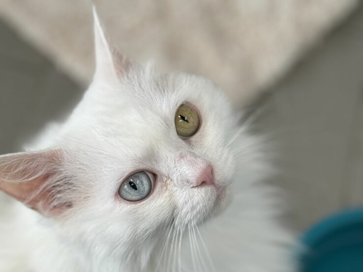 Katze Tabea, eine Türkisch Van aus dem Berliner Tierheim