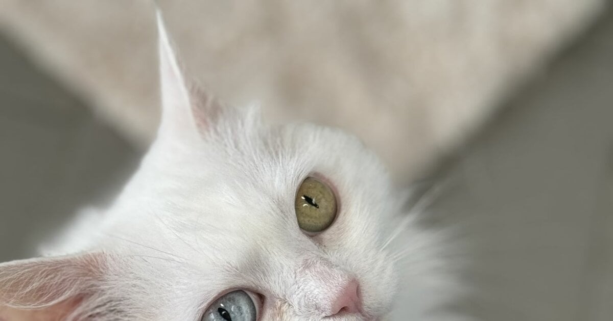 Wer gibt Katze Sunna aus dem Tierheim ein Zuhause?