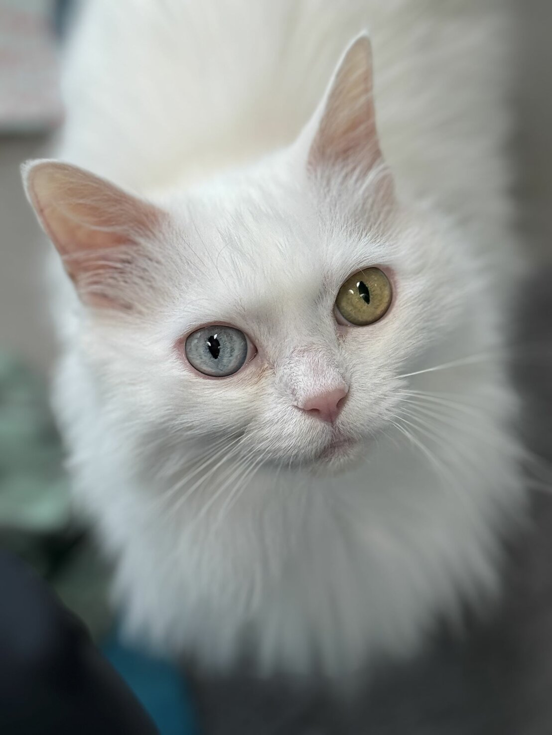 Wer gibt Katze Sunna aus dem Tierheim ein Zuhause?