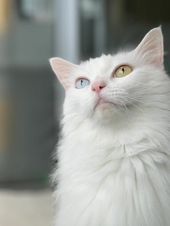 Katze Tabea, eine Türkisch Van aus dem Berliner Tierheim | © Tierheim Berlin