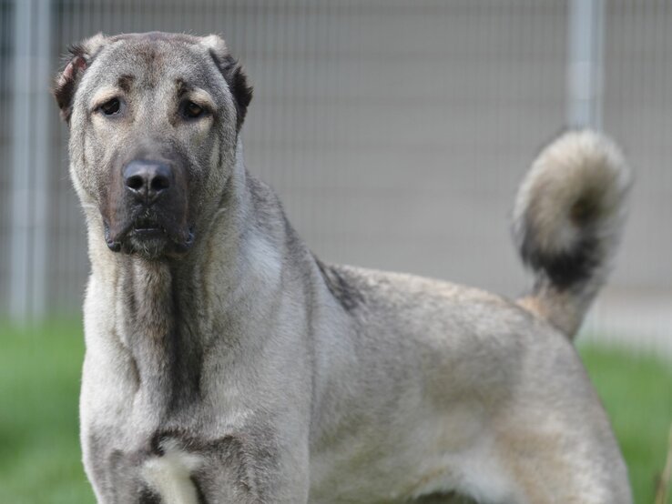 Hund Spencer, ein Kangal aus dem Berliner Tierheim