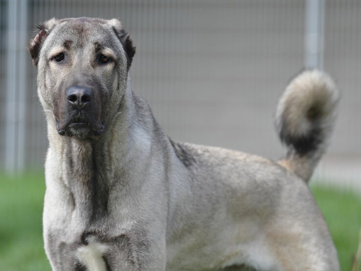 Hund Spencer, ein Kangal aus dem Berliner Tierheim | © Tierheim Berlin