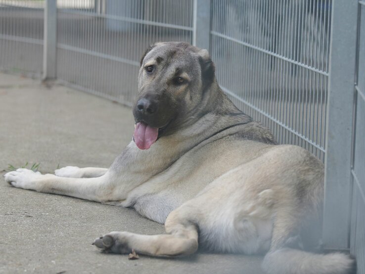 Hund Spencer, ein Kangal aus dem Berliner Tierheim | © Tierheim Berlin