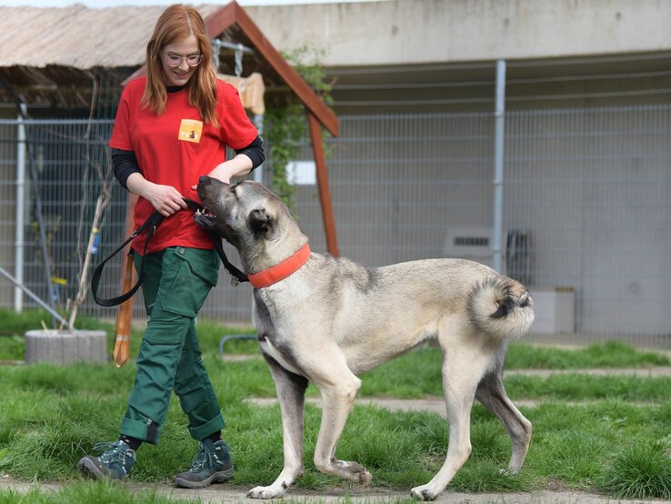 Hund Spencer, ein Kangal aus dem Berliner Tierheim | © Tierheim Berlin