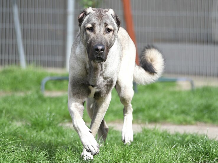 Hund Spencer, ein Kangal aus dem Berliner Tierheim