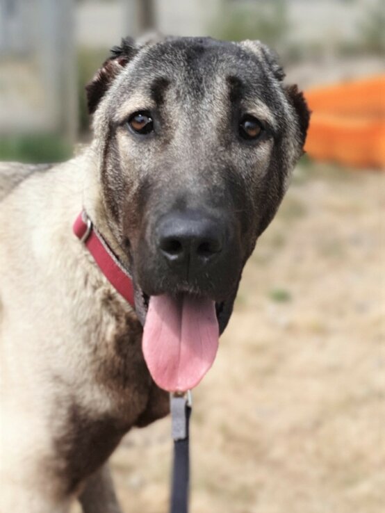 Hund Spencer, ein Kangal aus dem Berliner Tierheim | © Tierheim Berlin