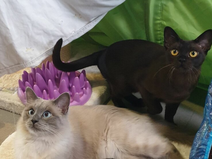Alfi, Luise & Amaya, drei Burma-Katzen aus dem Berliner Tierheim
