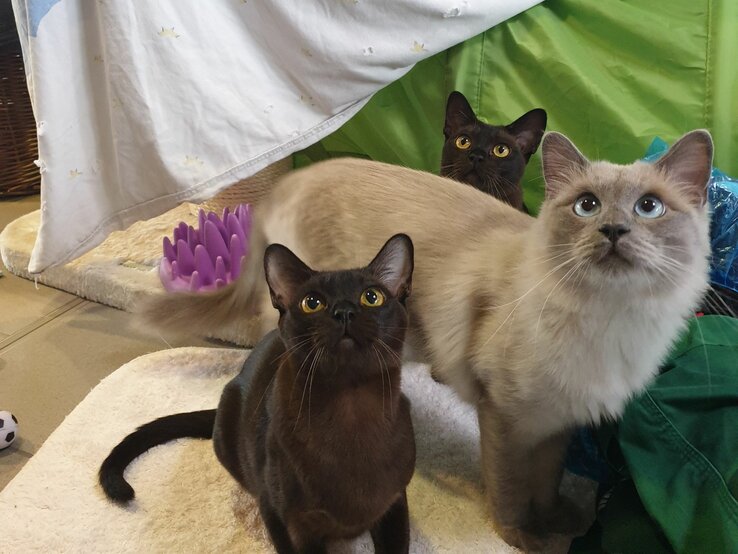Alfi, Luise & Amaya, drei Burma-Katzen aus dem Berliner Tierheim