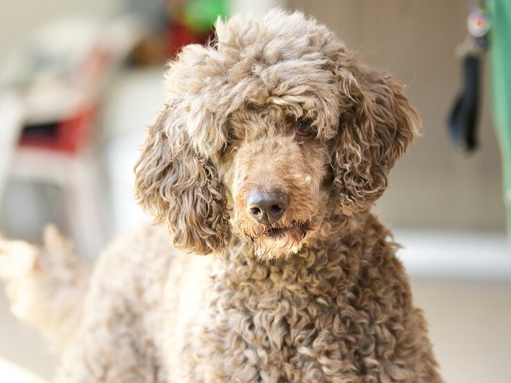 Hund Ludwig, ein Großpudel aus dem Berliner Tierheim