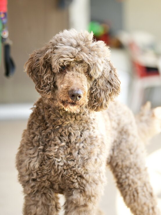 Hund Ludwig, ein Großpudel aus dem Berliner Tierheim | © Tierheim Berlin