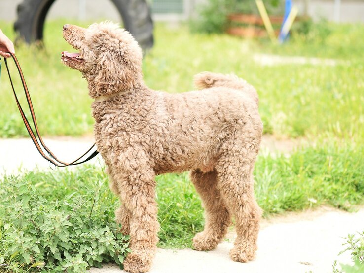 Hund Ludwig, ein Großpudel aus dem Berliner Tierheim | © Tierheim Berlin