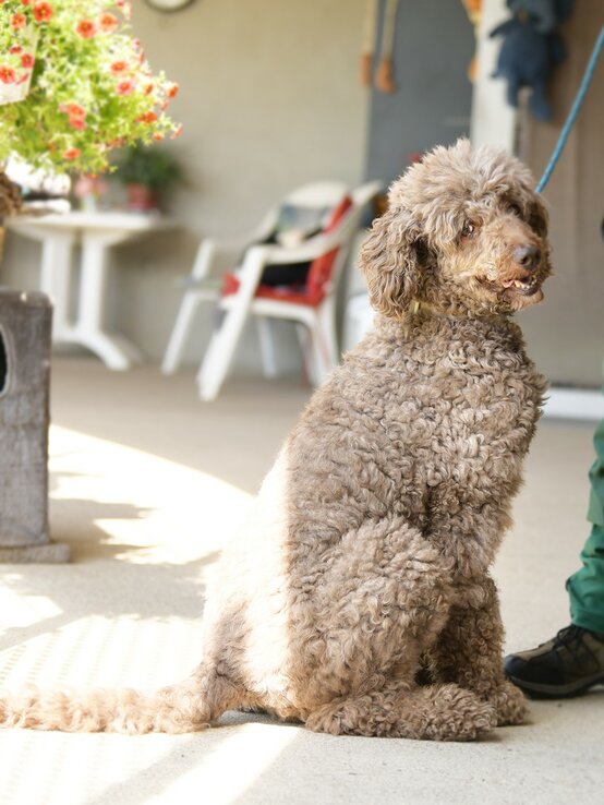 Hund Ludwig, ein Großpudel aus dem Berliner Tierheim | © Tierheim Berlin