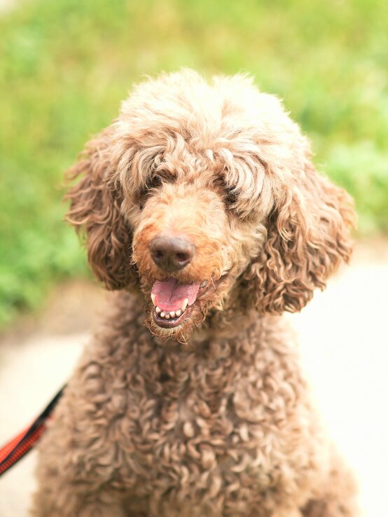 Hund Ludwig, ein Großpudel aus dem Berliner Tierheim | © Tierheim Berlin