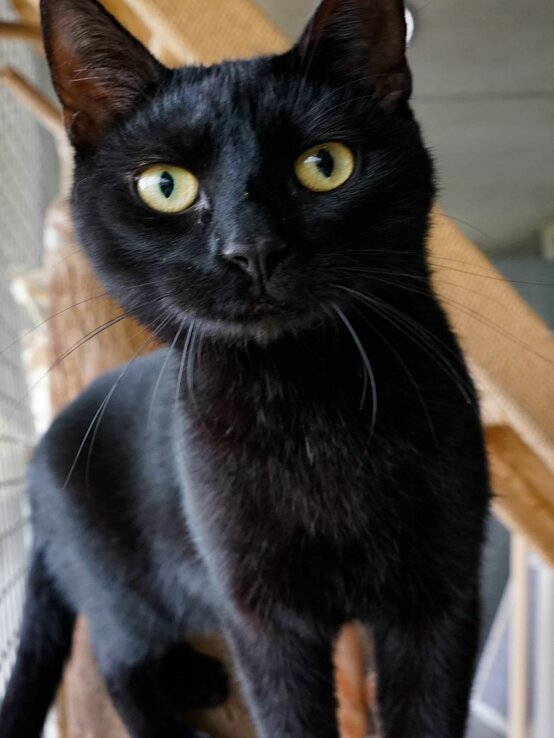 Snoozy , ein Kater aus dem Berliner Tierheim | © Tierheim Berlin 