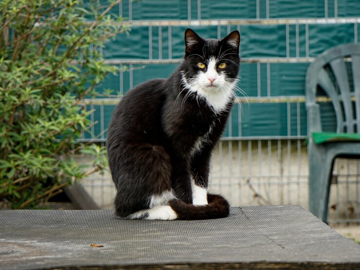 Kater Milo aus dem Berliner Tierheim