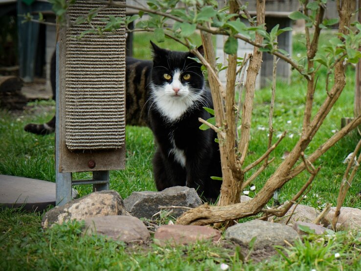 Kater Milo aus dem Berliner Tierheim