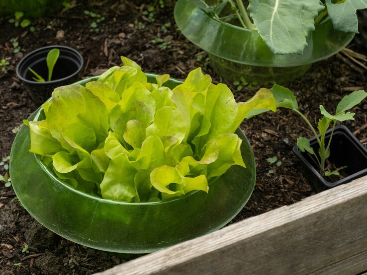 Frischer Kopfsalat mit grün-gelben Blättern wächst in einem Schneckenkragen auf dunkler Gartenerde.