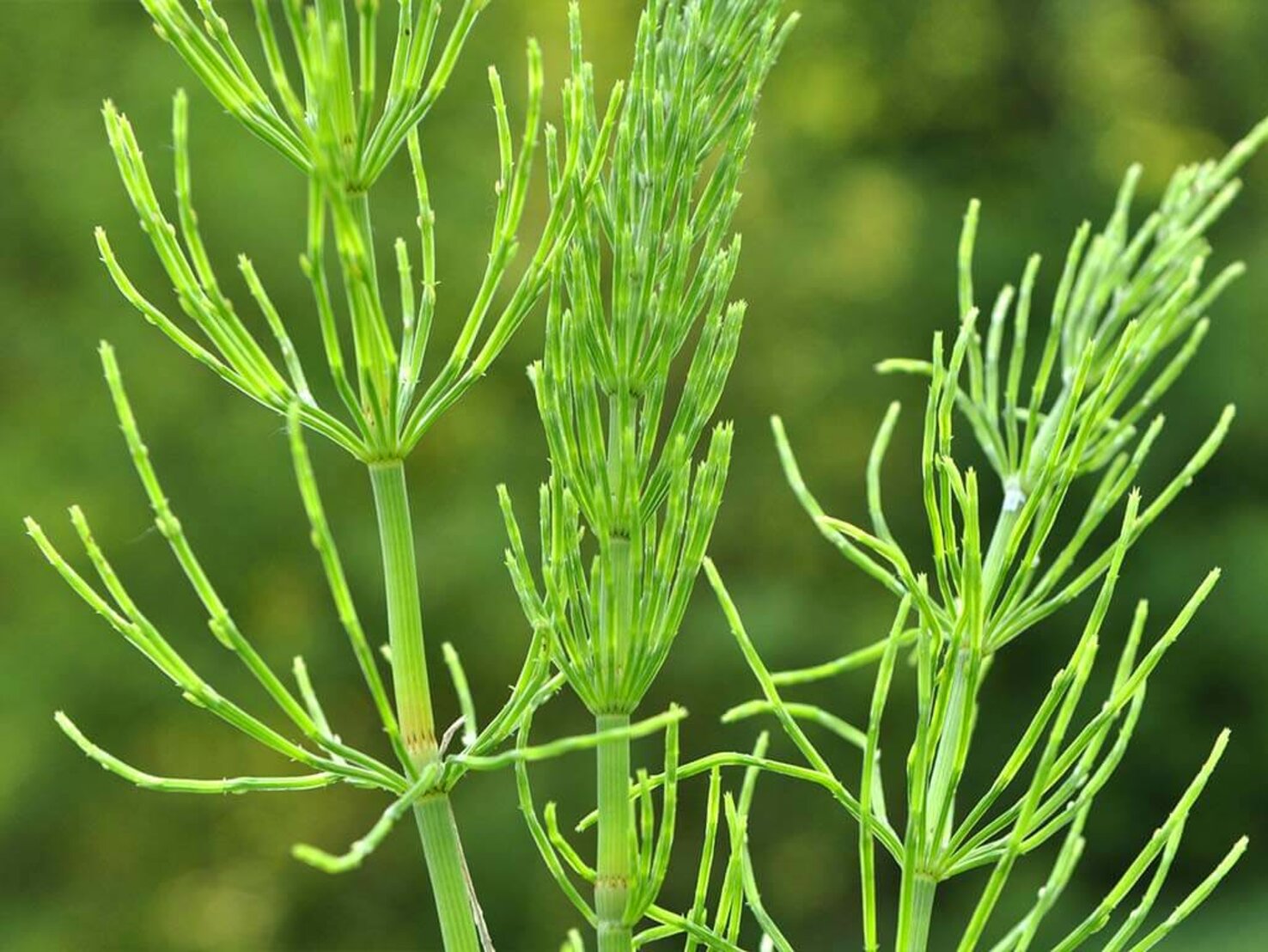 Ackerschachtelhalm Unkraut im Garten loswerden und sinnvoll nutzen
