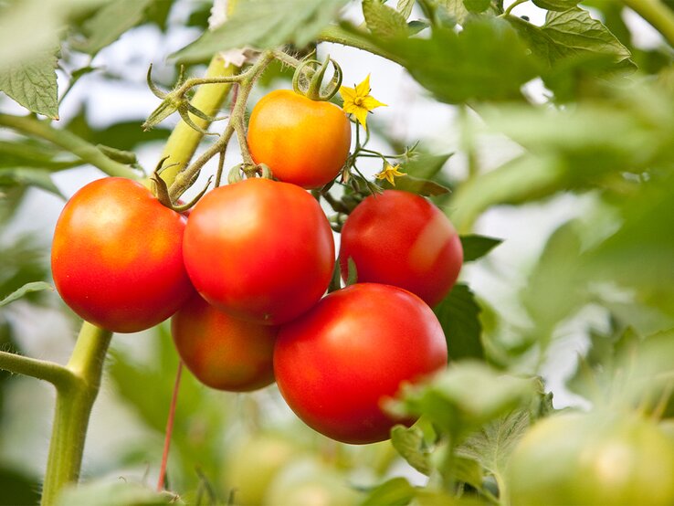 Saftig-rote Tomaten am Strauch