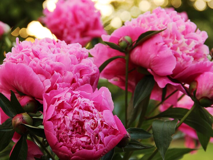 Pfingstrosen düngen Genialer Trick macht die Stauden richtig üppig