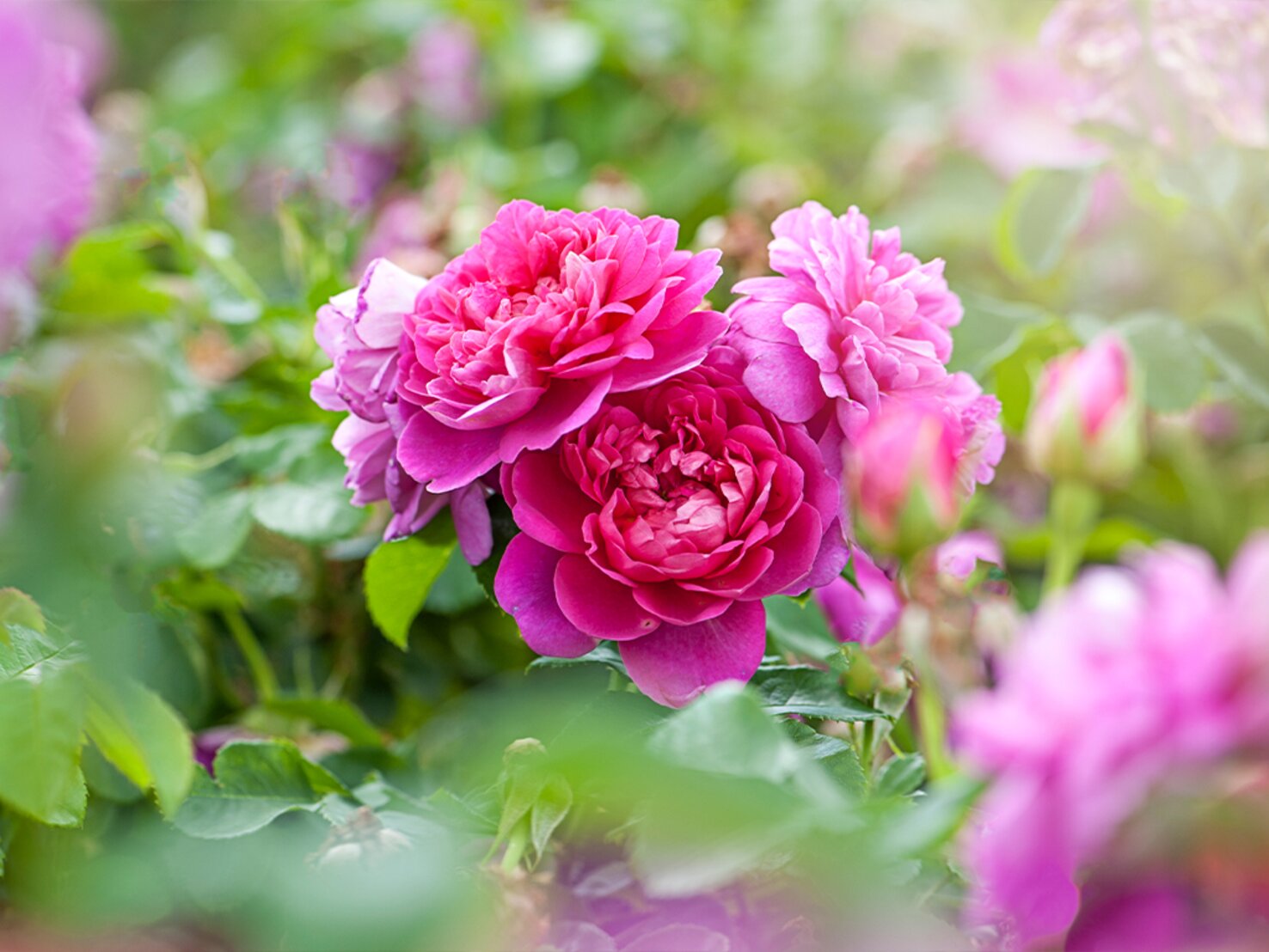 Rosen düngen Bester Dünger für üppige Blüten kommt aus dem Kühlschrank