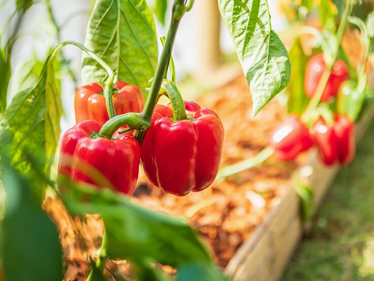 Paprika hängt an Paprikapflanze