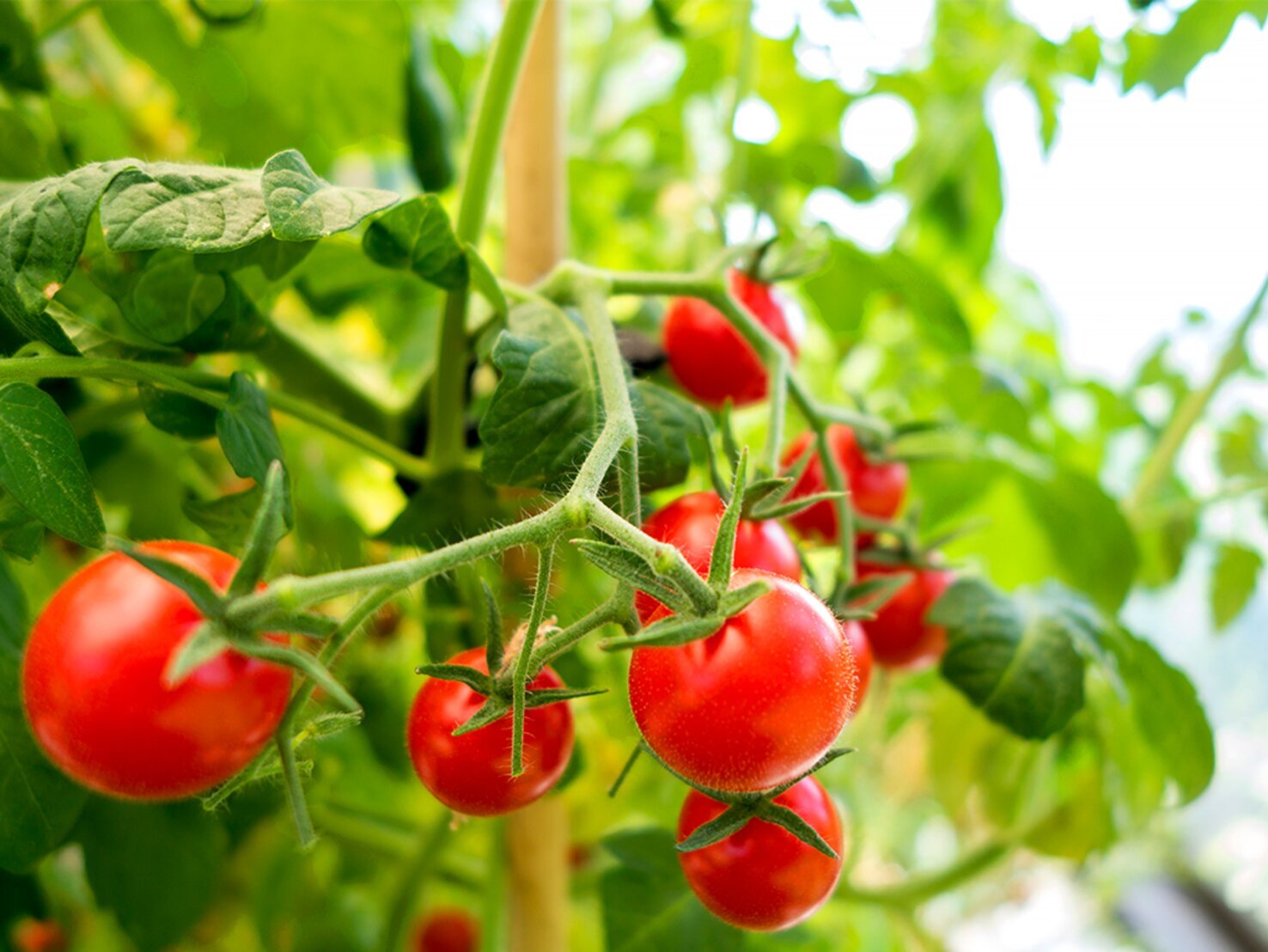 Küchenratgeber: Kochtechniken &amp; Warenkunde für Foodies