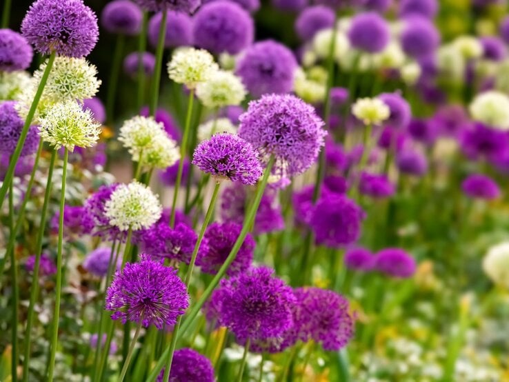 Allium Gartendeko DIY Üppige Alliumblüten in Violett und Weiß wiegen sich auf hohen Stielen in einem farbenfrohen Frühlingsbeet.