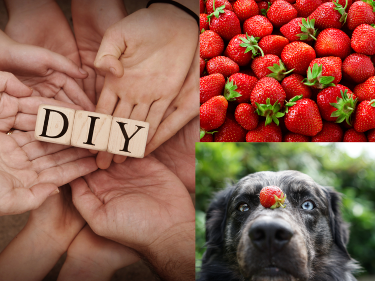 Erdbeer-Deko Mehrere Hände halten Holzklötze mit „DIY“, daneben frische Erdbeeren und ein Hund mit Erdbeere auf der Nase.