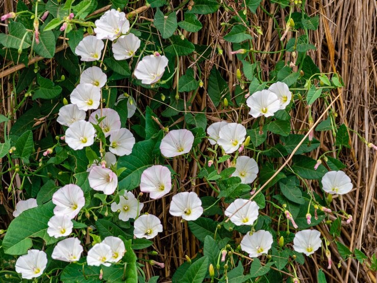 Weiße, trichterförmige Blüten der Ackerwinde rotieren an grünen Ranken, die sich entlang eines trockenen, braunen Zauns ranken.