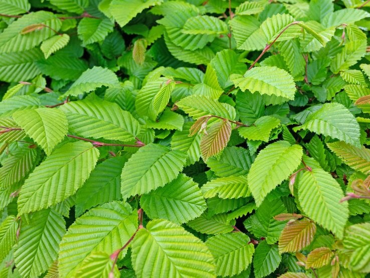 Frisch austreibende Hainbuchenblätter in leuchtendem Grün mit rötlichen Trieben auf dichtem, buschigem Hintergrund.