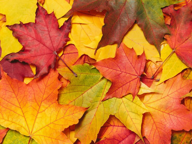 Bunt gefärbte Ahornblätter in leuchtendem Rot, Orange, Gelb und Grün liegen dicht nebeneinander auf dem Boden.